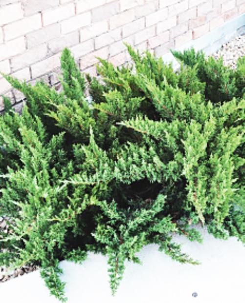 Можжевельник казацкий темно-зеленый "Тамарискифолина" (Tamariscifolia) (стелющаяся форма кроны, контейнер p9) 1-год фото-3