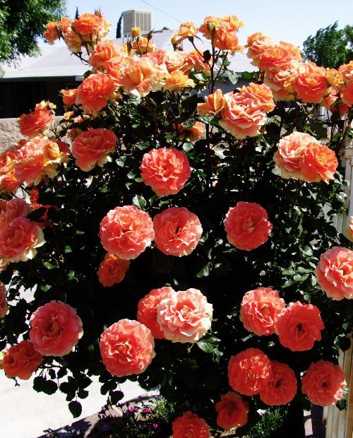 Роза плетистая Роскошный вид (Luxurious view) оранжево-розовая (саженец класса АА+, премиальный полумахровый сорт) фото-0