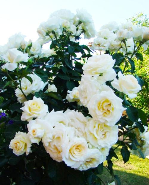 Роза плетистая Шнеевальцер белая (саженец класса АА+) высший сорт фото-2