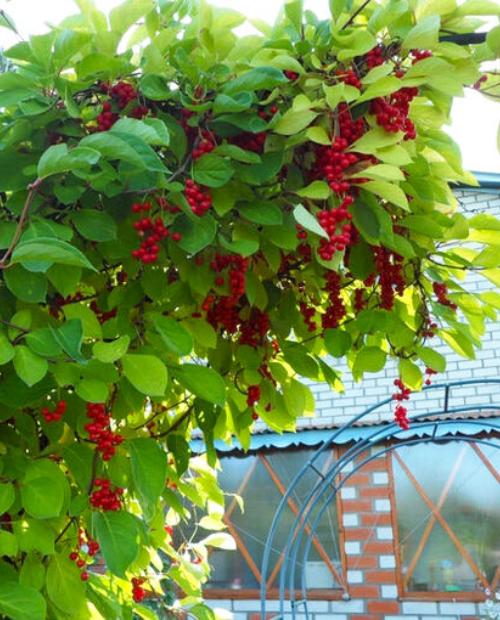 Лимонник китайский красный "Садовый" (средне-поздний срок созревания,самоплодный) фото-1