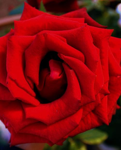 Роза чайно-гибридная Леди Мария (Lady Mariya) бархатно-красная (неоднократно цветущий сорт) фото-3