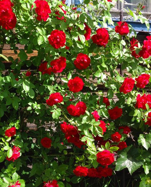 Роза плетистая Дон Жуан красная (саженец класса АА+) высший сорт фото-3