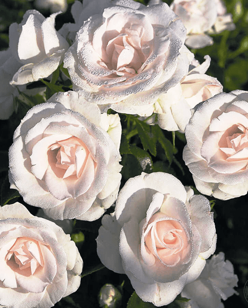 Роза флорибунда Аспирин (корневая окс) 1 год фото-0