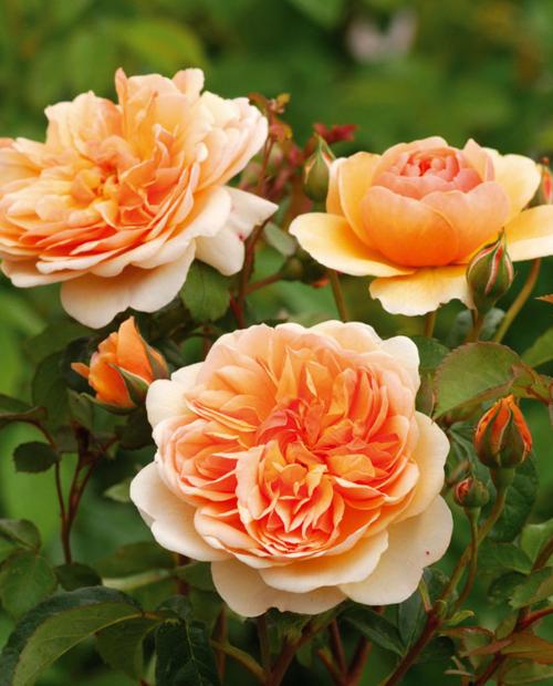 Роза английская Пегас нежно-абрикосовая (саженец класса АА+) высший сорт фото-3
