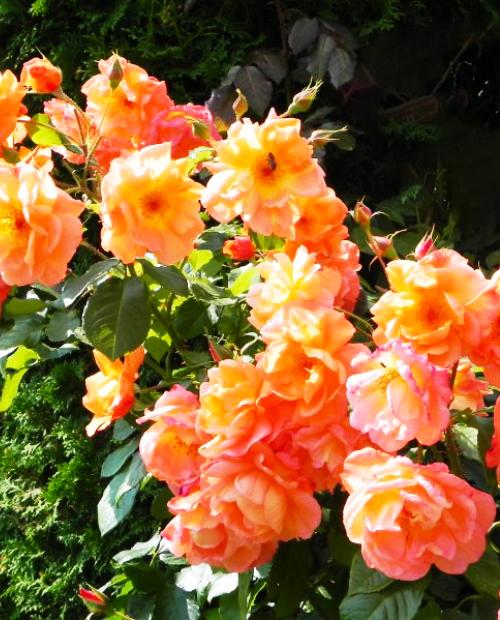 Роза плетистая Вестерленд жёлто-розовая (саженец класса АА+) высший сорт фото-2