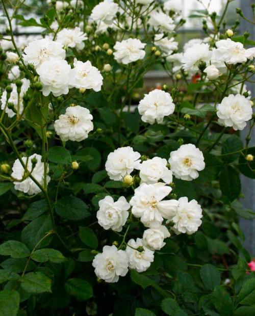 Роза плетистая Амур (Amur) нежно-белая (саженец класса АА+, премиальный сорт, долгоцветущая) фото-1