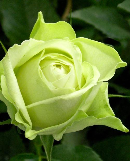 Роза чайно-гибридная Супер Грин лимонная с зеленым оттенком (саженец класса АА+) высший сорт фото-1