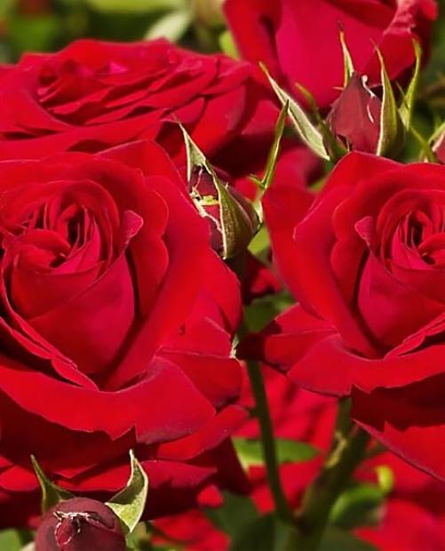 Роза чайно-гибридная Софи Лорен красная (саженец класса АА+) высший сорт фото-1
