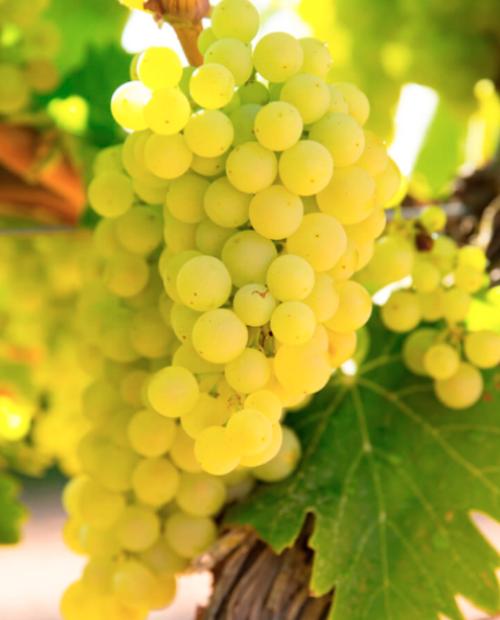 Виноград Шардоне зеленовато-белый (винный сорт, среднего срока созревания) фото-2