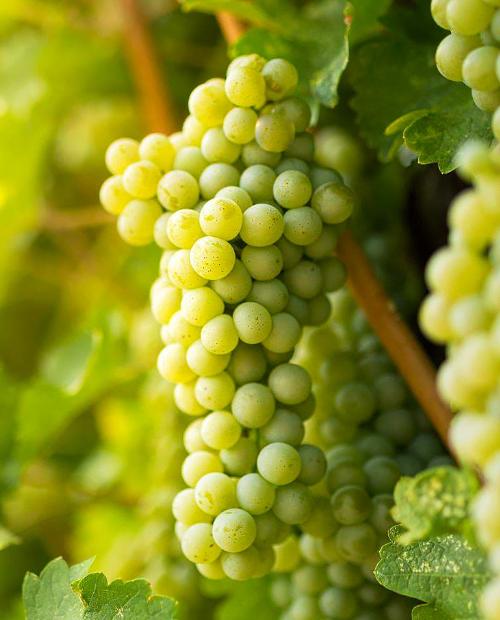 Виноград Совиньон белый (винный сорт, средний срок созревания) (корневая окс) фото-0
