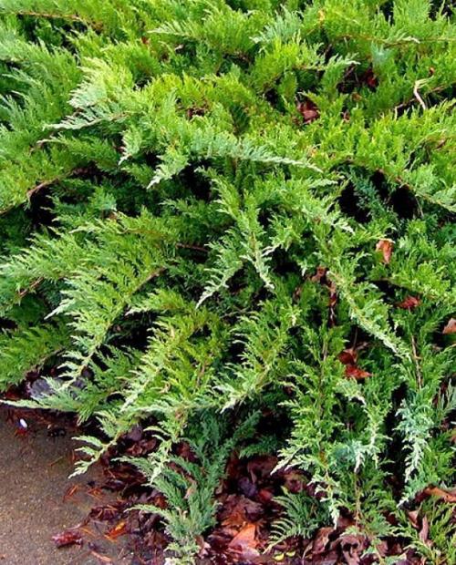 Можжевельник казацкий темно-зеленый "Тамарискифолина" (Tamariscifolia) (стелющаяся форма кроны, контейнер p9) 1-год фото-1