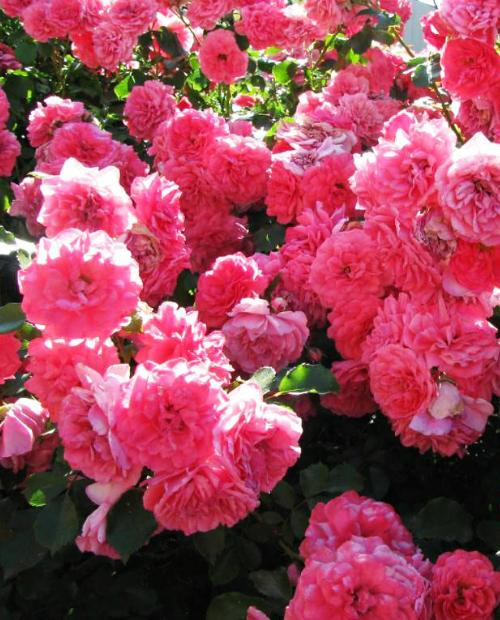 Роза плетистая Розариум Ютерсен розовая (саженец класса АА+) высший сорт фото-3