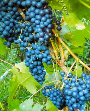 Виноград Амурский синий (средний срок созревания) фото-3