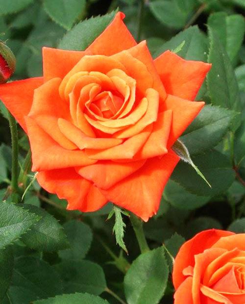 Роза спрей Колибри (Hummingbird) ярко-оранжевая (саженец класса АА+, ароматный сорт) фото-2