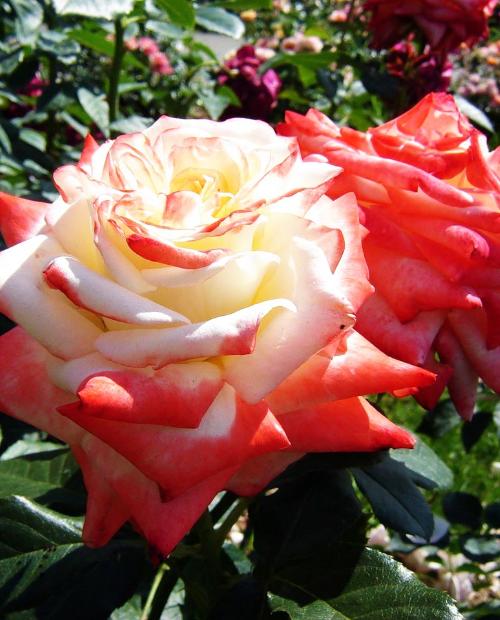 Роза чайно-гибридная Императрица Фарах биколор (саженец класса АА+) высший сорт фото-1