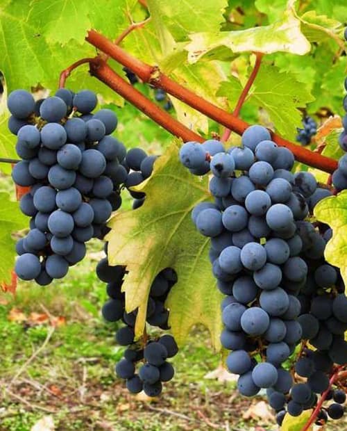 Виноград Каберне синий (винный сорт, средне-поздний срок созревания) (корневая окс) фото-2
