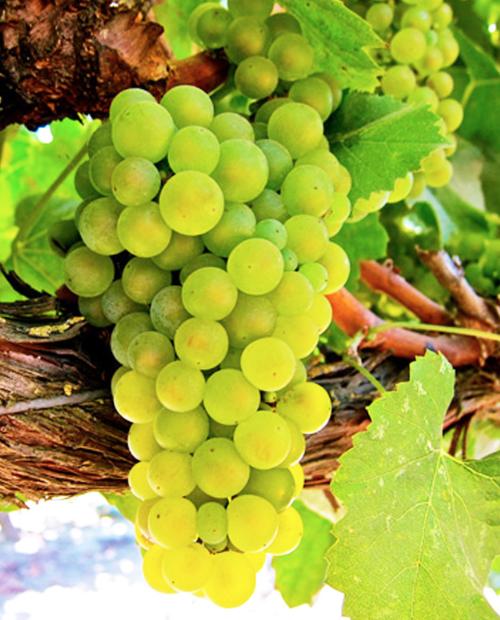 Виноград Шардоне зеленовато-белый (винный сорт, среднего срока созревания) фото-1