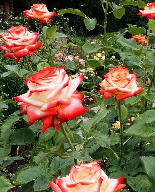 Роза чайно-гибридная Императрица Фарах биколор (саженец класса АА+) высший сорт фото-3