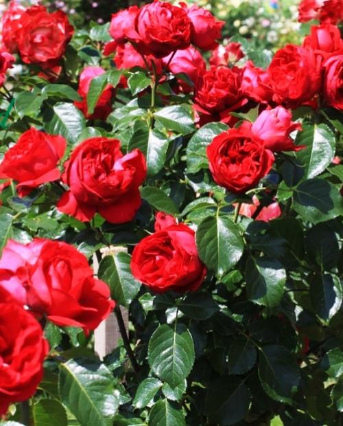 Роза английская Эрик Таберли красная (саженец класса АА+) высший сорт фото-1