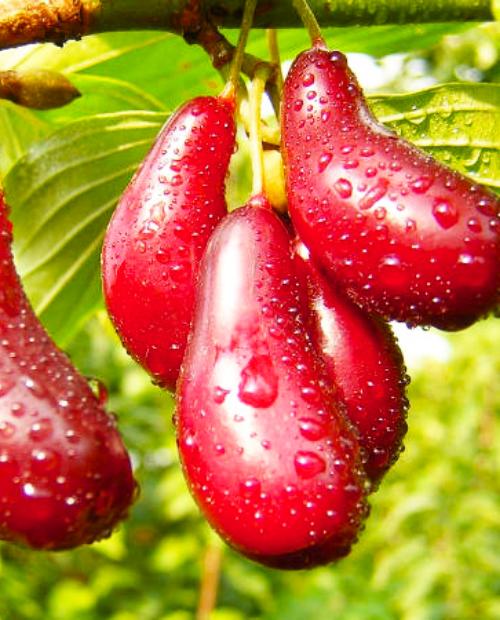 Кизил Элегантный красный (крупноплодный привитый сорт) (корневая окс) фото-1