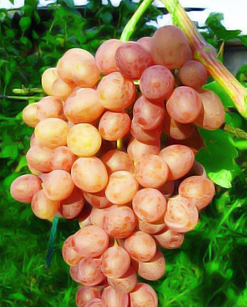 Виноград Находка розовый (кишмиш, средний срок созревания) фото-0