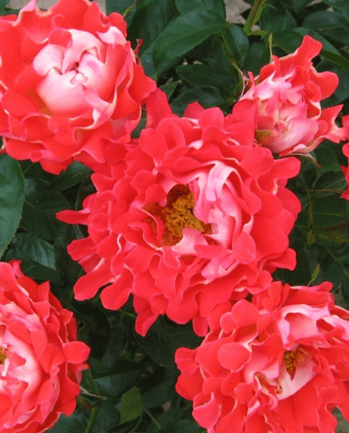 Роза флорибунда Кеди Рафелс (корневая окс) 1 год фото-0