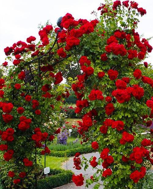 Роза плетистая Ван Лав (One Love)ярко-красная (саженец класса АА+, премиальный сорт, подходит для живой изгороди) фото-0