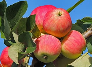 Осенняя посадка яблони: секреты и рекомендации