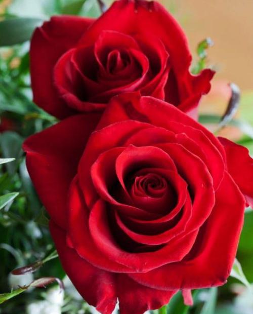 Роза чайно-гибридная Софи Лорен красная (саженец класса АА+) высший сорт фото-2