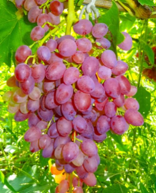 Виноград Лучистый розовый (кишмиш, средне-ранний срок созревания) фото-2