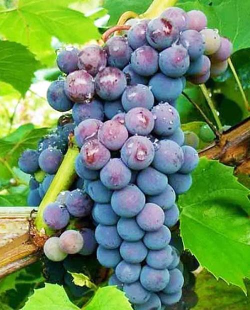 Виноград Амурский синий (средний срок созревания) фото-0