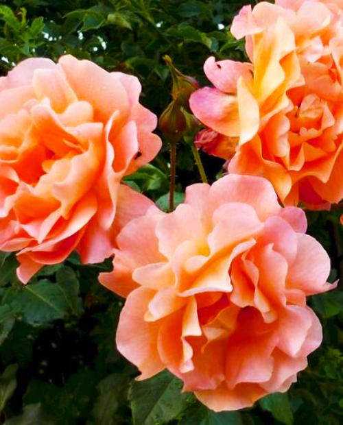 Роза плетистая Вестерленд жёлто-розовая (саженец класса АА+) высший сорт фото-1