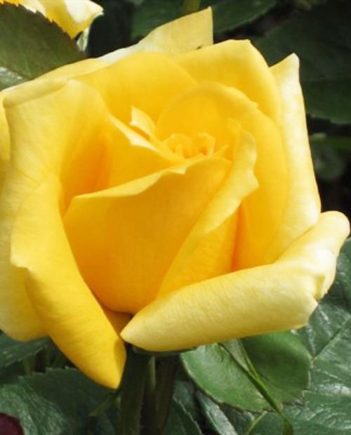 Роза чайно-гибридная Ландорра желтая (саженец класса АА+) высший сорт фото-1