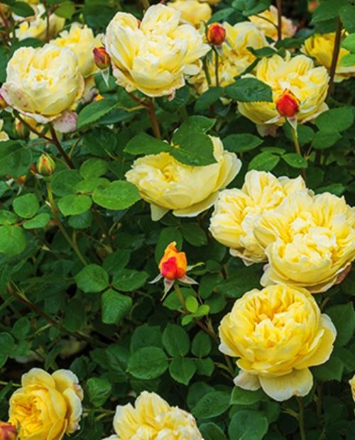 Роза английская Чарльз Дарвин желтая (саженец класса АА+) высший сорт фото-2