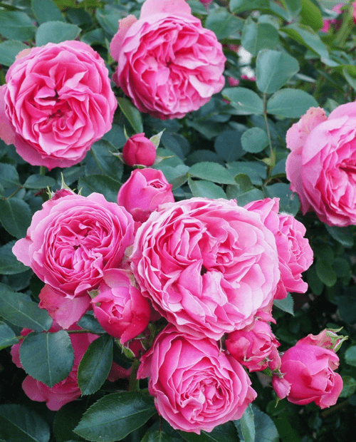 Роза флорибунда Леонардо (корневая окс) 1 год фото-0