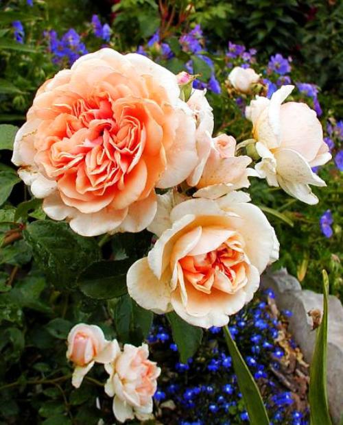 Роза английская Пегас нежно-абрикосовая (саженец класса АА+) высший сорт фото-1