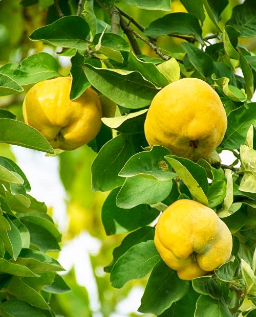 Айва яблоковидная лимонно-жёлтая "Медаль"(поздний срок созревания) фото-2