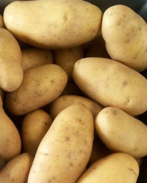 Семенной картофель Гранада 1кг фото-3