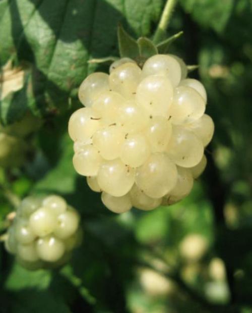 Ежевика Полар Берри (Polar Berry) белая фото-1