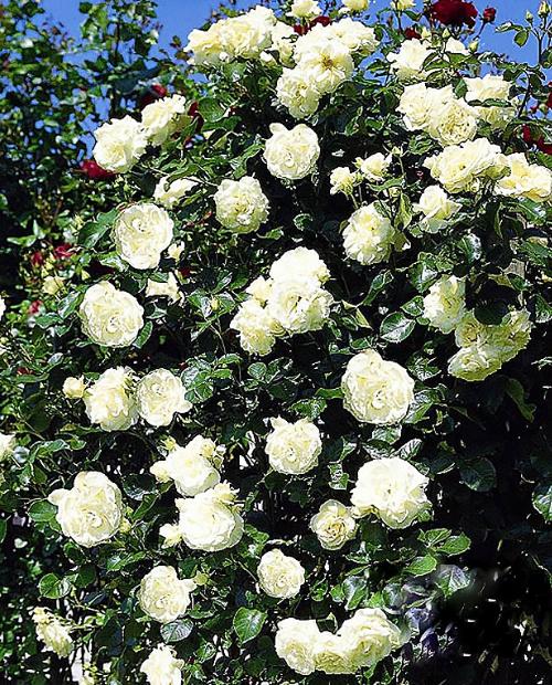 Роза плетистая Шнеевальцер белая (саженец класса АА+) высший сорт фото-3