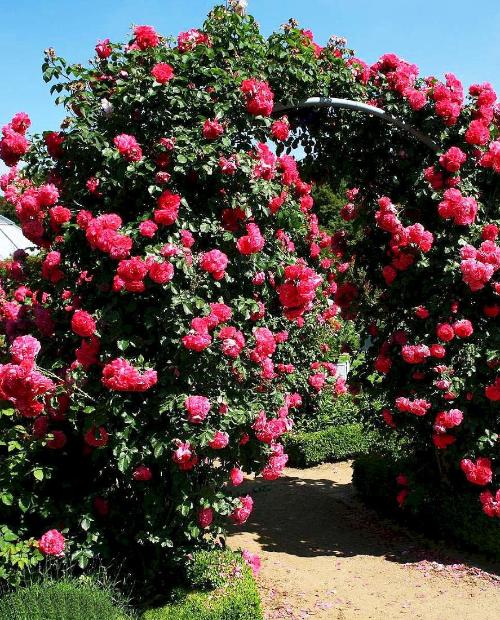 Роза плетистая Розариум Ютерсен розовая (саженец класса АА+) высший сорт фото-2