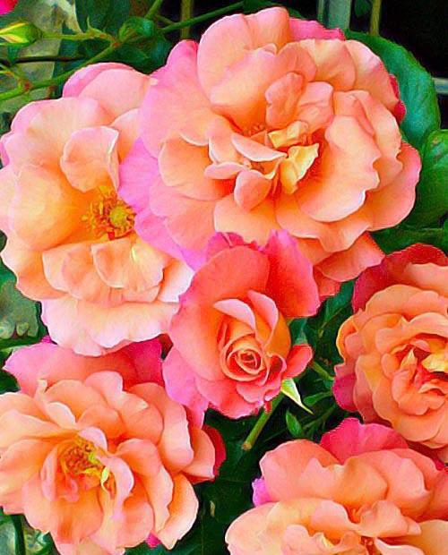 Роза плетистая Вестерленд жёлто-розовая (саженец класса АА+) высший сорт фото-0