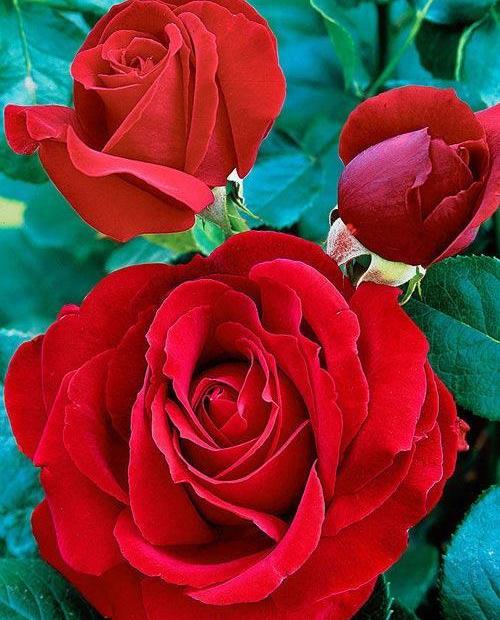 Роза чайно-гибридная Софи Лорен красная (саженец класса АА+) высший сорт фото-0