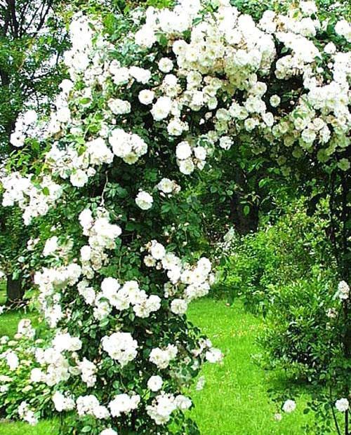Роза плетистая Амур (Amur) нежно-белая (саженец класса АА+, премиальный сорт, долгоцветущая) фото-0