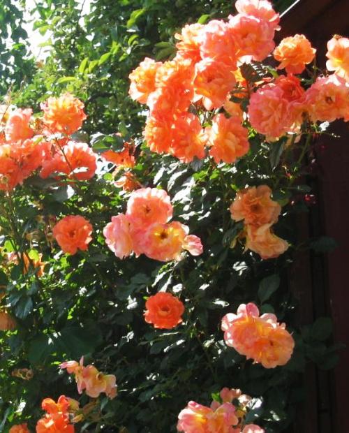 Роза плетистая Роскошный вид (Luxurious view) оранжево-розовая (саженец класса АА+, премиальный полумахровый сорт) фото-3