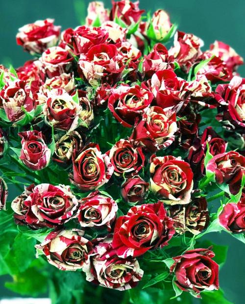 Роза спрей Маршмеллоу (Marshmallow) бело-бордовая (саженец класса АА+, премиальный морозостойкий сорт) фото-3