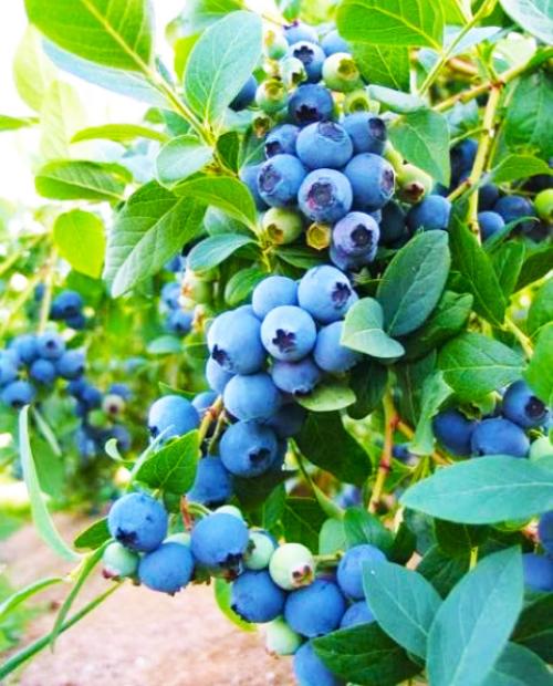 Голубика Блюкроп нежно-синяя (садовая черника) (средний срок созревания) (контейнер p9) фото-3