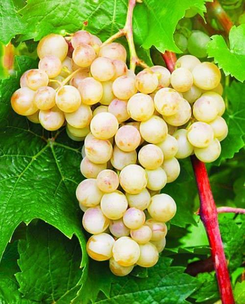 Виноград Кристалл белый (винный сорт, ранний срок созревания) фото-0