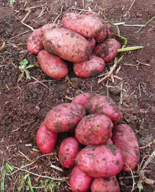 Семенной картофель Розара 1кг фото-2