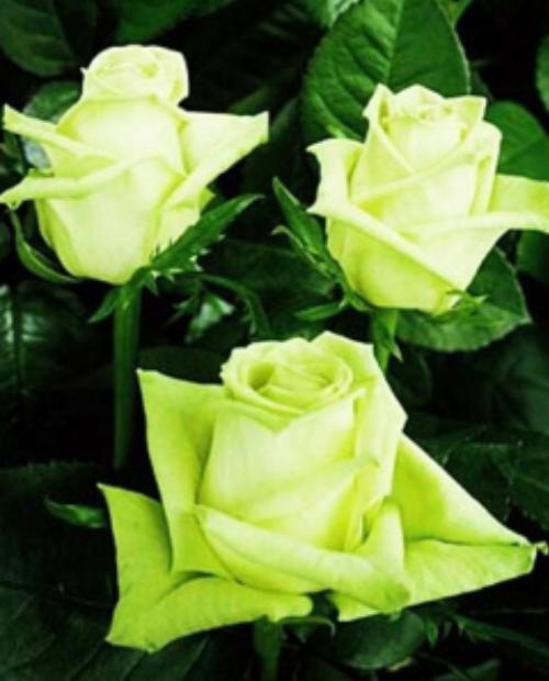 Роза чайно-гибридная Супер Грин лимонная с зеленым оттенком (саженец класса АА+) высший сорт фото-3